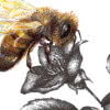 Kugelschreiber, Buntstift: Naturstuide Bienen an Kirschblüten